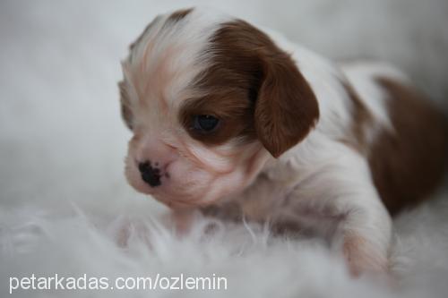 Çarliii Erkek Cavalier King Charles Spanieli