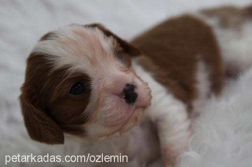 Çarliii Erkek Cavalier King Charles Spanieli