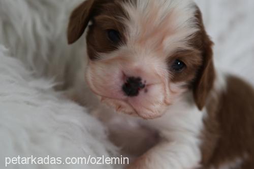 Çarliii Erkek Cavalier King Charles Spanieli