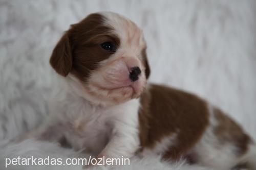 Çarliii Erkek Cavalier King Charles Spanieli