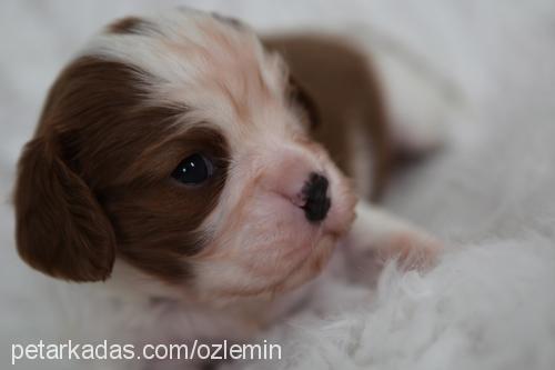 Çarliii Erkek Cavalier King Charles Spanieli