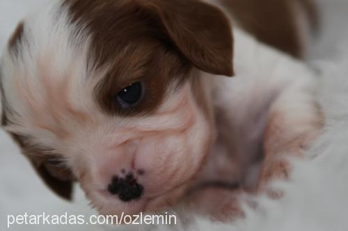 Çarliii Erkek Cavalier King Charles Spanieli