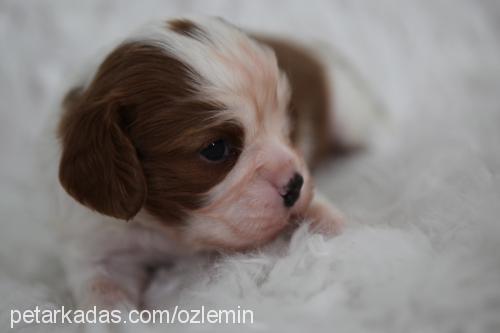 Çarliii Erkek Cavalier King Charles Spanieli