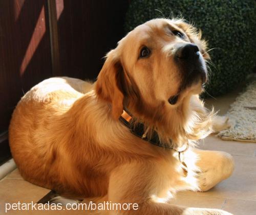 brookyln Erkek Golden Retriever