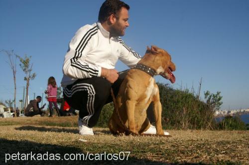 carlos Erkek Amerikan Pitbull Terrier