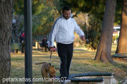 carlos Erkek Amerikan Pitbull Terrier