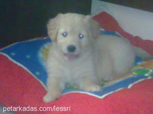 alis Dişi Golden Retriever