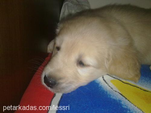 alis Dişi Golden Retriever