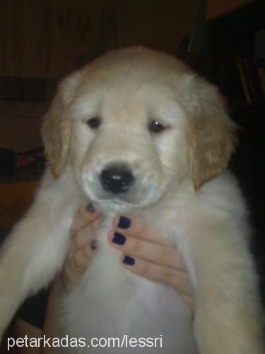 alis Dişi Golden Retriever