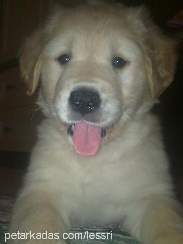 alis Dişi Golden Retriever