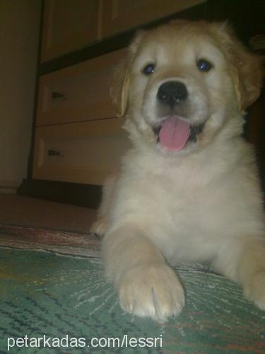 alis Dişi Golden Retriever