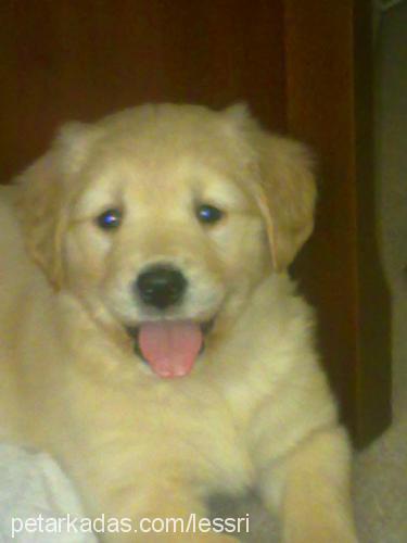 alis Dişi Golden Retriever