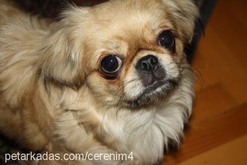 Şirin Dişi Pekingese