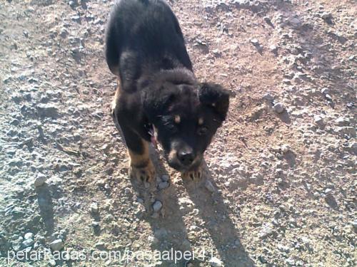 paşa Erkek Rottweiler