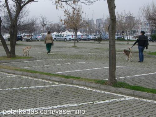 demon Dişi Sibirya Kurdu (Husky)