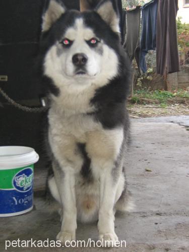 doris Erkek Sibirya Kurdu (Husky)