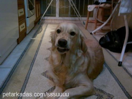 su Dişi Golden Retriever