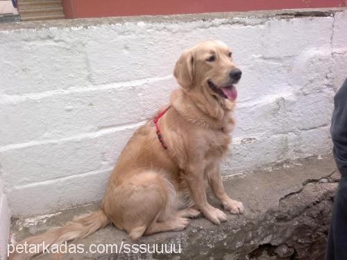 su Dişi Golden Retriever