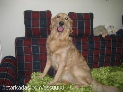 su Dişi Golden Retriever