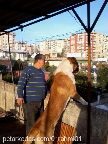 ceck Erkek St. Bernard (Saint Bernard)