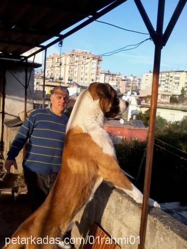 ceck Erkek St. Bernard (Saint Bernard)