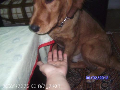 mex Erkek Golden Retriever