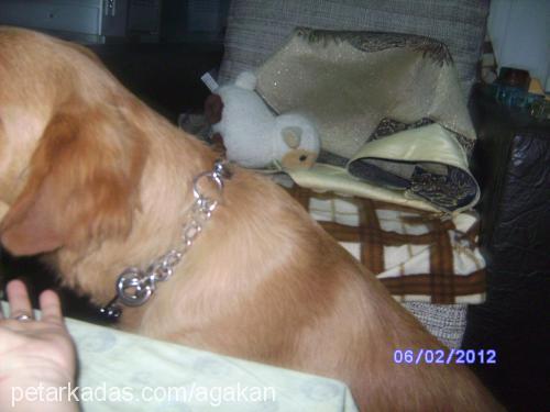 mex Erkek Golden Retriever