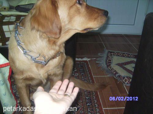 mex Erkek Golden Retriever