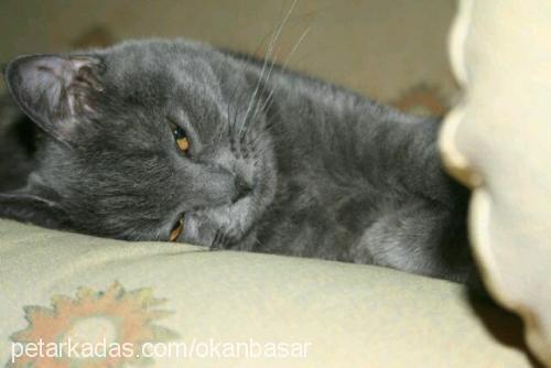 salça Dişi British Shorthair