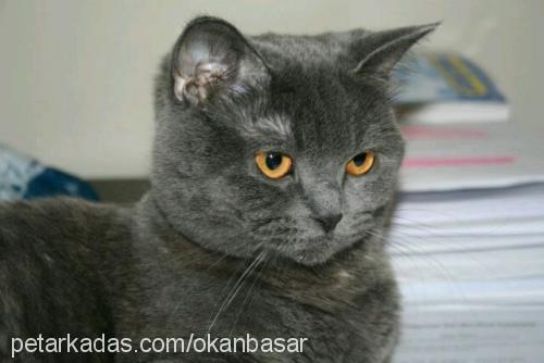 salça Dişi British Shorthair