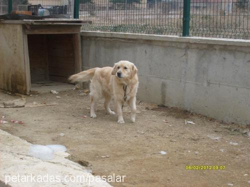 paşa Erkek Golden Retriever