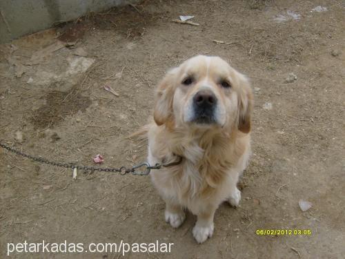 paşa Erkek Golden Retriever