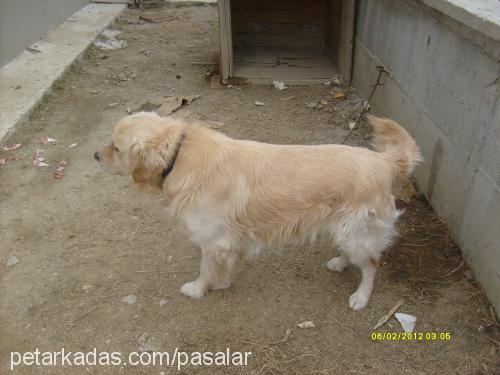 paşa Erkek Golden Retriever