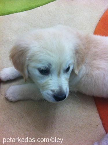 asil Erkek Golden Retriever