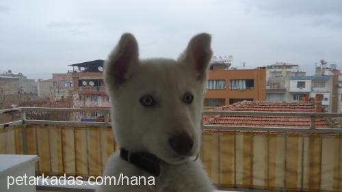 mısha Erkek Sibirya Kurdu (Husky)