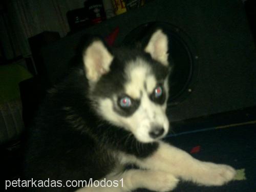 lodos Dişi Sibirya Kurdu (Husky)