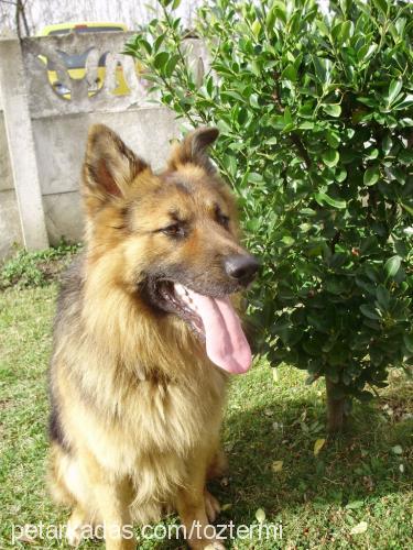 rocky Erkek Alman Çoban Köpeği