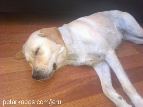 Şiva Dişi Labrador Retriever