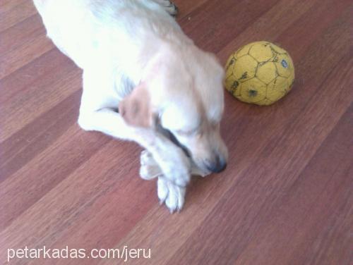 Şiva Dişi Labrador Retriever