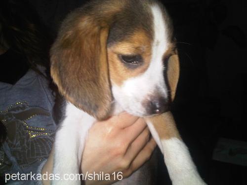 shila Dişi Beagle