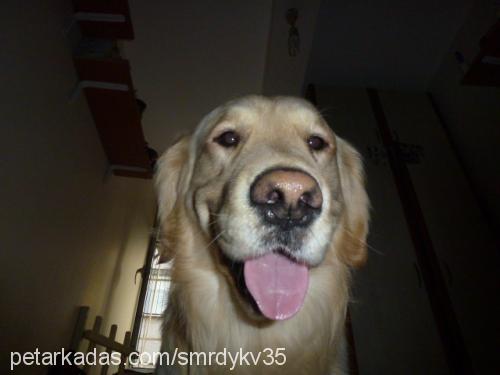 paşa Erkek Golden Retriever