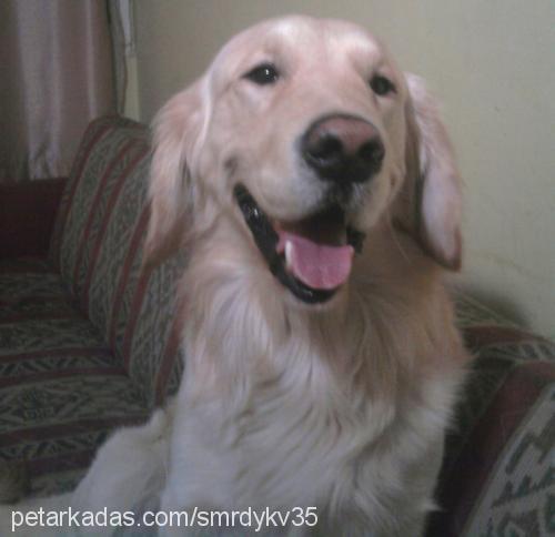 paşa Erkek Golden Retriever