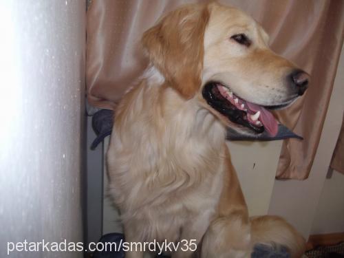 paşa Erkek Golden Retriever