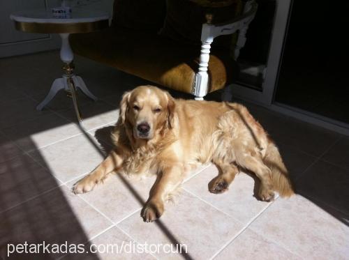 ateş Erkek Golden Retriever