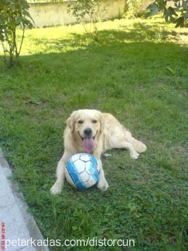 ateş Erkek Golden Retriever