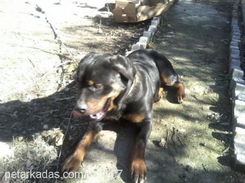 tina Dişi Rottweiler