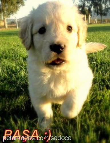 paşa Erkek Golden Retriever