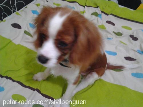 logan Erkek Cavalier King Charles Spanieli