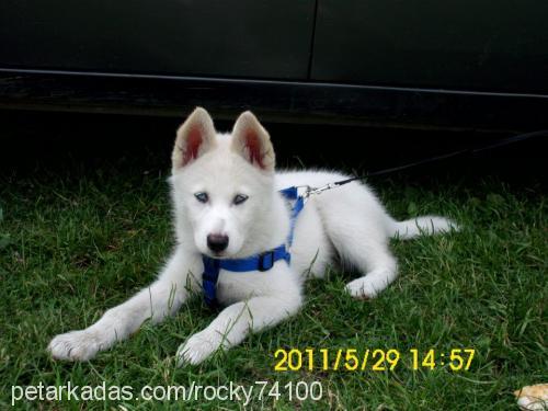 rocky Erkek Sibirya Kurdu (Husky)