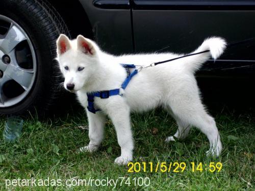 rocky Erkek Sibirya Kurdu (Husky)